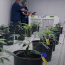 Quest 70 Deshumidificador para cultivo de interior