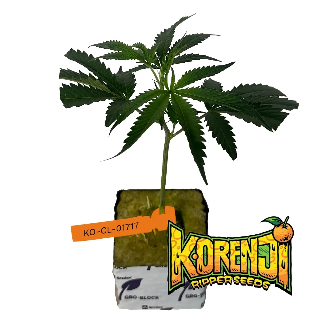 Korenji Clon transplantado.webp