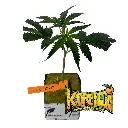 Korenji Clon transplantado.webp