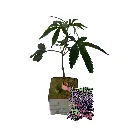 Zombie Bride.webp