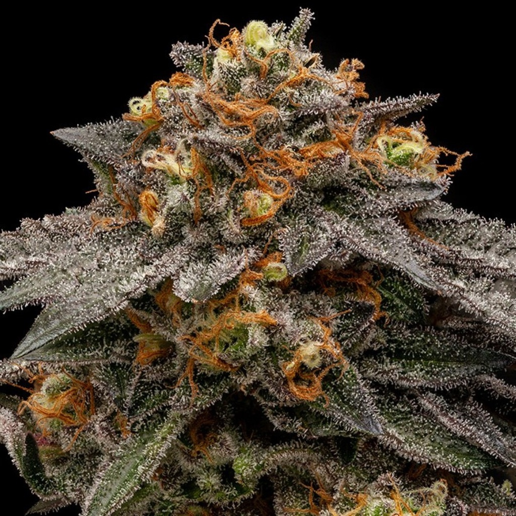 Ripper Seeds - Shimo - 5x FEM