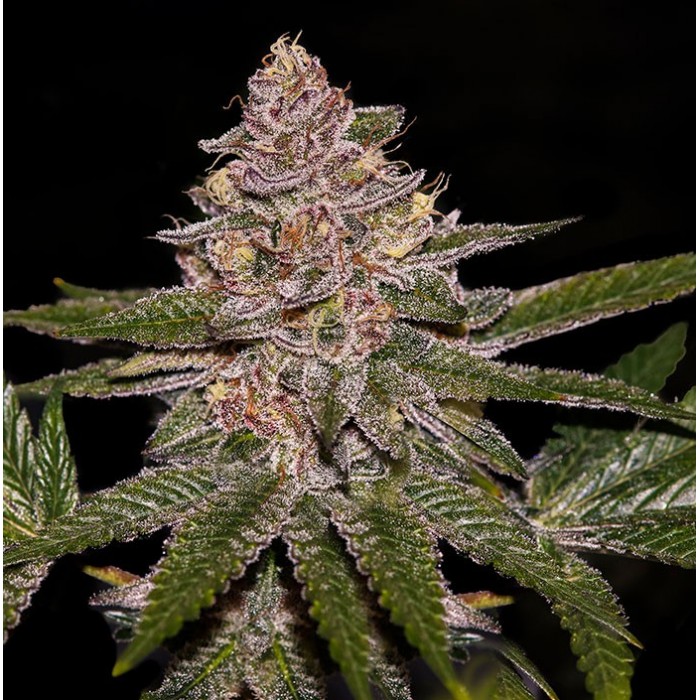 Clon Radical Juice