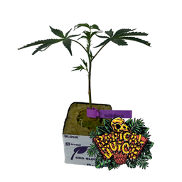 Clon Radical Juice