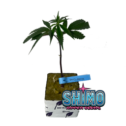 Clon Shimo