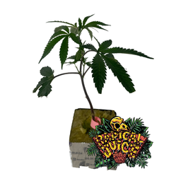 Clon Radical Juice - Feno ZB